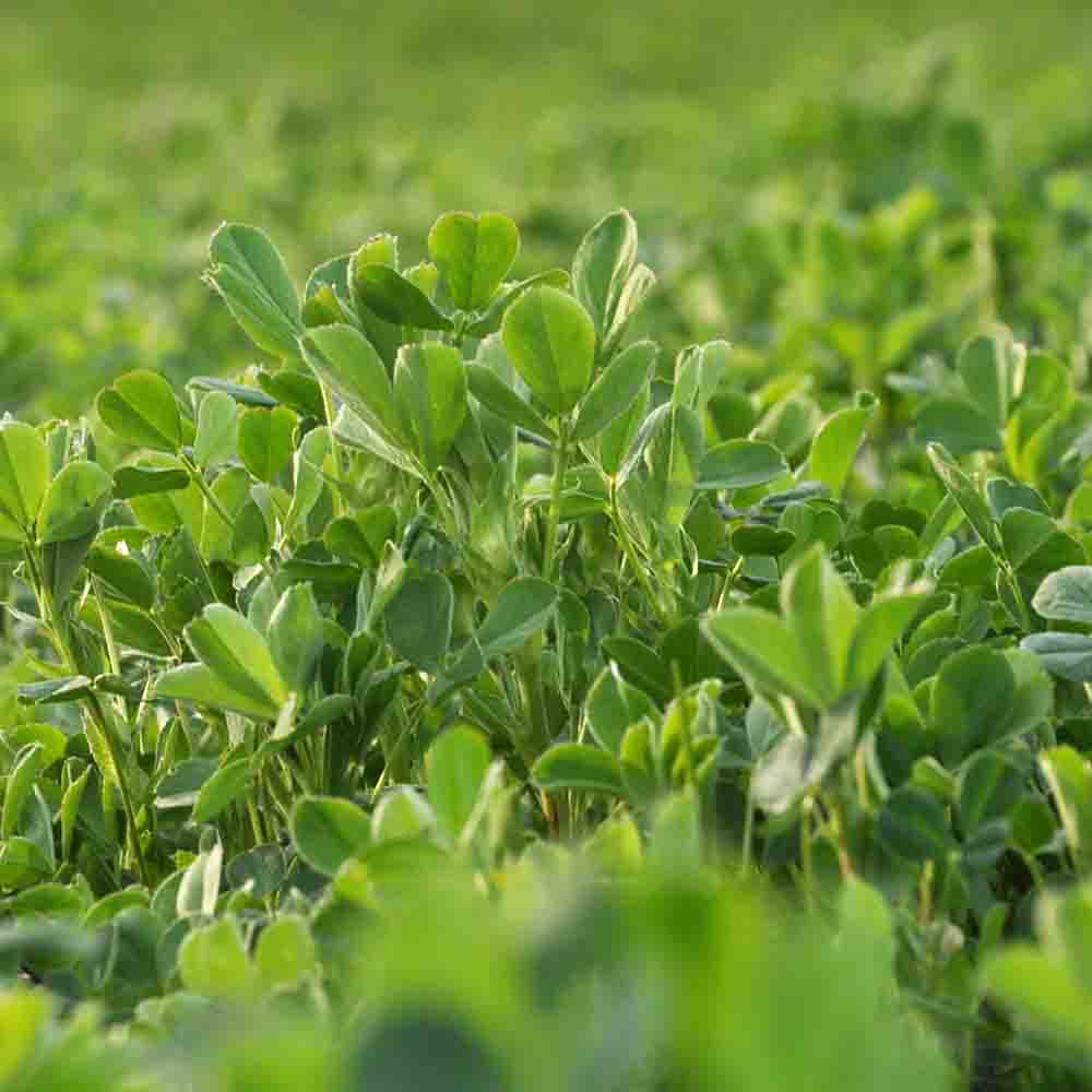 Alfalfa GVS105
